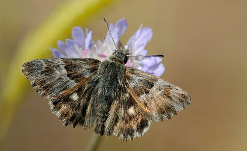 Oriental Marbled Skipper, Carcharodus orientalis. Lesbos, Greece may 2015. Photographer;  John Vergo