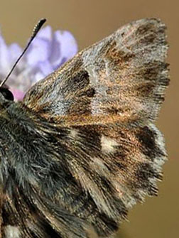 Oriental Marbled Skipper, Carcharodus orientalis. Lesbos, Greece may 2015. Photographer;  John Vergo