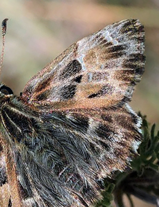 Marmorbredpande, Carcharodus alceae. Skifti, Kozani, Grkenland d. 8 maj 2015. Fotograf; Tom Nygaard Kristensen