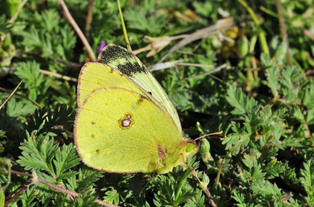 Sydlig Hsommerfugl, Colias alfacariensis. Skiti, Kozani, Grkenland d. 13 maj 2015. Fotograf; Tom Nygaard Kristensen