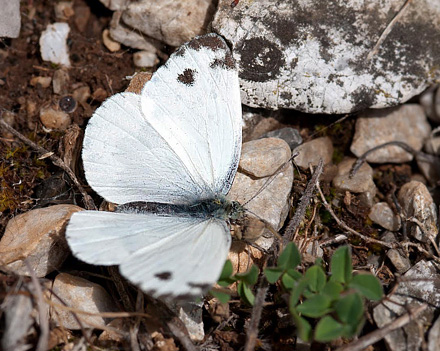 stlig Klsommerfugl, Pieris krueperi. Siatista, Kozani, Grkenland d. 9 maj 2015. Fotograf; Tom Nygaard Kristensen