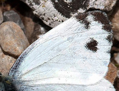 stlig Klsommerfugl, Pieris krueperi. Skifti, Kozani, Grkenland d. 9 maj 2015. Fotograf; Tom Nygaard Kristensen