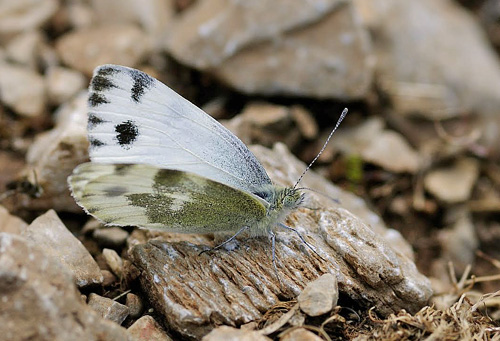 stlig Klsommerfugl, Pieris krueperi. Siatista, Kozani, Grkenland d. 9 maj 2015. Fotograf; Tom Nygaard Kristensen