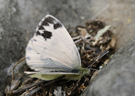 stlig Klsommerfugl, Pieris krueperi. Siatista, Kozani, Grkenland d. 9 maj 2015. Fotograf; Tom Nygaard Kristensen