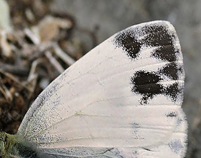 stlig Klsommerfugl, Pieris krueperi. Skifti, Kozani, Grkenland d. 9 maj 2015. Fotograf; Tom Nygaard Kristensen