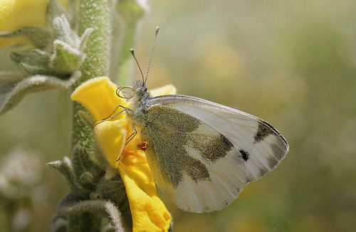 stlig Klsommerfugl, Pieris krueperi. Siatista, Kozani, Grkenland d. 9 maj 2015. Fotograf; Tom Nygaard Kristensen