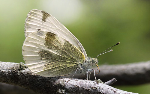 stlig Klsommerfugl, Pieris krueperi. Siatista, Kozani, Grkenland d. 9 maj 2015. Fotograf; Tom Nygaard Kristensen