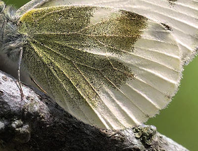 stlig Klsommerfugl, Pieris krueperi. Skifti, Kozani, Grkenland d. 9 maj 2015. Fotograf; Tom Nygaard Kristensen