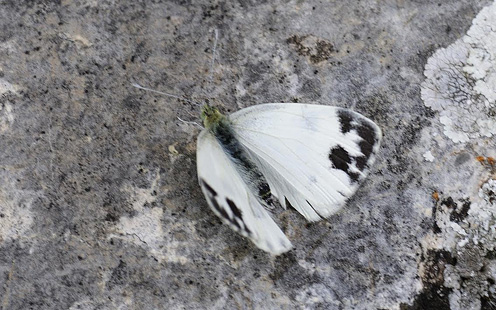 stlig Klsommerfugl, Pieris krueperi. Siatista, Kozani, Grkenland d. 9 maj 2015. Fotograf; Tom Nygaard Kristensen