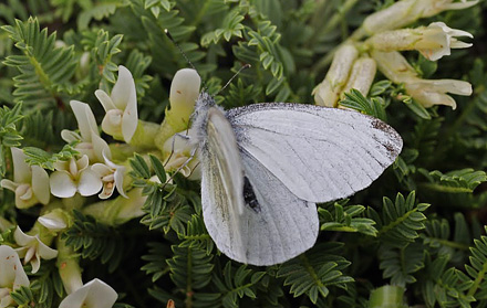 Balkan-Klsommerfugl, Pieris balcana. Skifti, Kozani, Grkenland d. 10 maj  2015. Fotograf; Tom Nygaard Kristensen