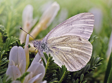 Balkan-Klsommerfugl, Pieris balcana. Skifti, Kozani, Grkenland d. 10 maj  2015. Fotograf; Tom Nygaard Kristensen