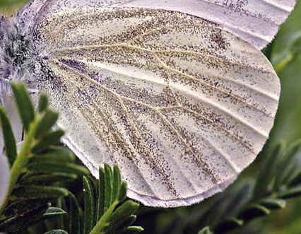 Balkan-Klsommerfugl, Pieris balcana. Skifti, Kozani, Grkenland d. 10 maj  2015. Fotograf; Tom Nygaard Kristensen