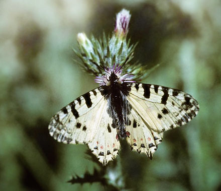 stlig Guirlandesommerfugl, Zerynthia cerisyi ssp. ferdinandi. Mt Apollonia, Haldiki, Det nordlige Grkenland d. 5 maj 1998. Fotograf; Tom Nygaard Kristensen