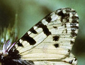 stlig Guirlandesommerfugl, Zerynthia cerisyi ssp. ferdinandi. Mt Apollonia, Haldiki, Det nordlige Grkenland d. 5 maj 1998. Fotograf; Tom Nygaard Kristensen