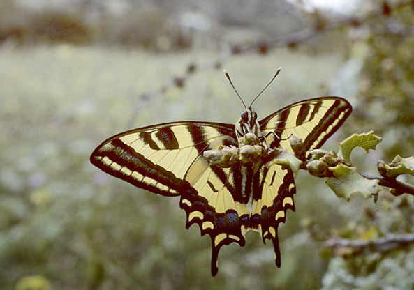 Alexanors Svalehale, Papilio alexanor . ros Ghina, 600 m. Prov. Fokda, Grkenland d 28 april 1998. Fotograf; Tom Nygaard Kristensen