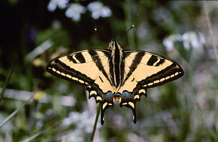 Alexanors Svalehale, Papilio alexanor . ros Ghina, 600 m. Prov. Fokda, Grkenland d 28 april 1998. Fotograf; Tom Nygaard Kristensen