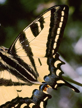 Alexanors Svalehale, Papilio alexanor . Óros Ghióna, 600 m. Prov. Fokída, Grækenland d 28 april 1998. Fotograf; Tom Nygaard Kristensen