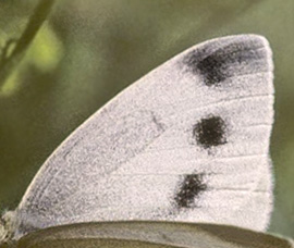 Bjergklsommerfugl, Pieris ergane. Delfi, Grkenland d. 28 april  1998. Fotograf; Tom Nygaard Kristensen