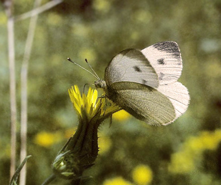 Sydlig Klsommerfugl, Pieris mannii. Delfi, Grkenland d. 28 april  1998. Fotograf; Tom Nygaard Kristensen