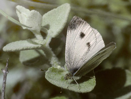 Sydlig Klsommerfugl, Pieris mannii. Delfi, Grkenland d. 28 april  1998. Fotograf; Tom Nygaard Kristensen