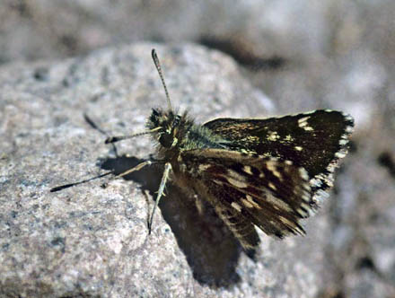 Tyrrhensk Rubinbredpande, Spialia therapne. Sardegna/Sardinien, Italien juli 2005. Fotograf; Tom Nygaard Kristensen