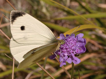 Sydlig Klsommerfugl, Pieris mannii han. Mount Tambura, Apuan Alps d. 1 august 2011. Fotograf; Tom Nygaard Kristensen