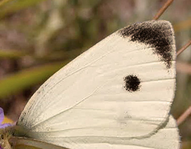 Sydlig Klsommerfugl, Pieris mannii han. Mount Tambura, Apuan Alps d. 1 august 2011. Fotograf; Tom Nygaard Kristensen