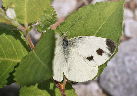 Sydlig Klsommerfugl, Pieris mannii han. Mount Tambura, Apuan Alps d. 1 august 2011. Fotograf; Tom Nygaard Kristensen