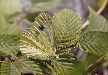 Sydlig Klsommerfugl, Pieris mannii han. Mount Tambura, Apuan Alps d. 1 august 2011. Fotograf; Tom Nygaard Kristensen