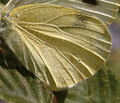 Sydlig Klsommerfugl, Pieris mannii han. Mount Tambura, Apuan Alps d. 1 august 2011. Fotograf; Tom Nygaard Kristensen