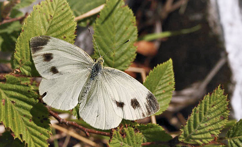 Sydlig Klsommerfugl, Pieris mannii han. Mount Tambura, Apuan Alps d. 1 august 2011. Fotograf; Tom Nygaard Kristensen