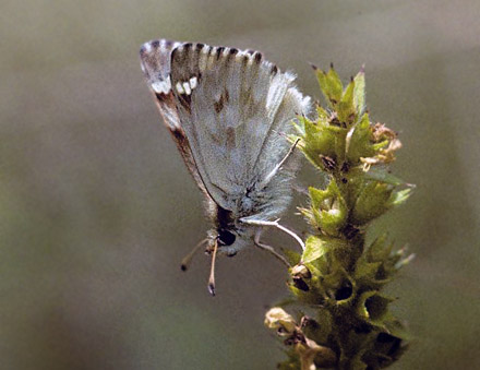 Lys Marmorbredpande, Carcharodus lavatherae. Mt Pondel Vd'Cogne, Italien d. 30 juni 1996. Fotograf; Tom Nygaard Kristensen