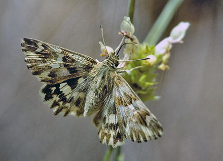 Lys Marmorbredpande, Carcharodus lavatherae. Mt Pondel Vd'Cogne, Italien d. 30 juni 1996. Fotograf; Tom Nygaard Kristensen