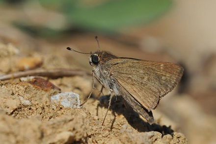 Mrk Chokoladebredpande, Gegenes pumilio. Agia Marina, Kreta, Grkenland d. 9 Juni 2013. Fotograf; John Vergo