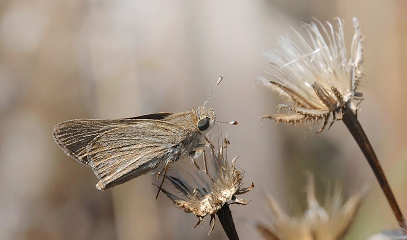 Lys Chokoladebredpande, Gegenes nostrodamus. Agia Apostolia, Kreta, Grkenland d. 16 Juni 2015. Fotograf; John Vergo