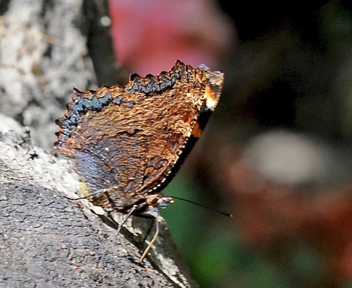 Kirsebrtakvinge, Nymphalis polychloros. BAskordalos, Kreta d. 17 juni 2015. Fotograf; John Vergo