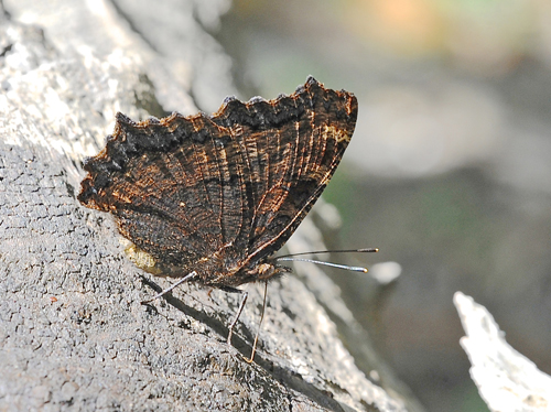 Kirsebrtakvinge, Nymphalis polychloros. BAskordalos, Kreta d. 17 juni 2015. Fotograf; John Vergo