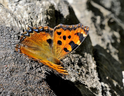 Kirsebrtakvinge, Nymphalis polychloros. BAskordalos, Kreta d. 17 juni 2015. Fotograf; John Vergo