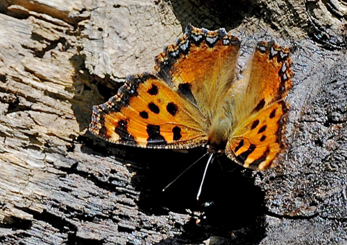 Kirsebrtakvinge, Nymphalis polychloros. BAskordalos, Kreta d. 17 juni 2015. Fotograf; John Vergo