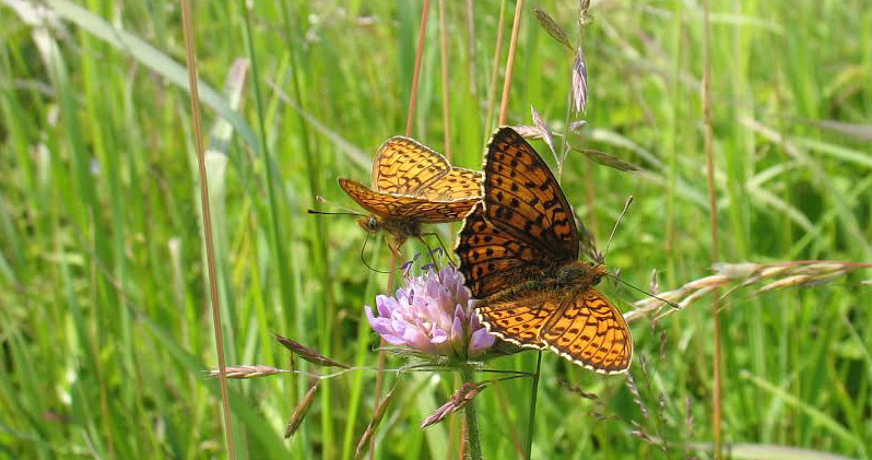 Dobbeltplettet Perlemorsommerfugl, Brenthis hecarte. Litauen d. 19 juni 2008. Fotograf; Giedrius Svitra