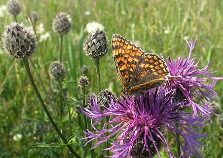 Knopurt-Pletvinge, Melitaea phoebe. Litauen d. 8 juni 2009. Fotograf; Giedrius Svitra