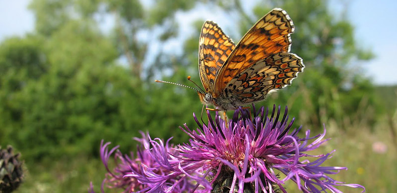 Knopurt-Pletvinge, Melitaea phoebe. Litauen d. 8 juni 2009. Fotograf; Giedrius Svitra