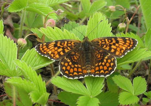 Knopurt-Pletvinge, Melitaea phoebe. Litauen d. 8 juni 2009. Fotograf; Giedrius Svitra