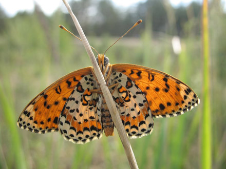 Rd Pletvinge, Melitaea didyma. Litauen d. 19 juni 2008. Fotograf; Giedrius Svitra