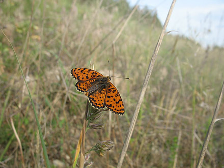 Rd Pletvinge, Melitaea didyma. Litauen d. 19 juni 2008. Fotograf; Giedrius Svitra