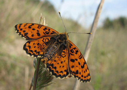 Rd Pletvinge, Melitaea didyma. Litauen d. 19 juni 2008. Fotograf; Giedrius Svitra