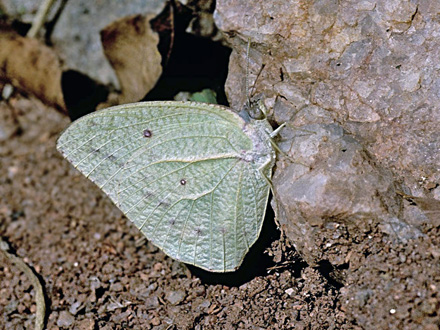 Grapesommerfugl, Catopsilia florella. Botanisk have, Tananariva, Madagaskar d. 17 juli 2004. Fotograf; Tom Nygaard Kristensen