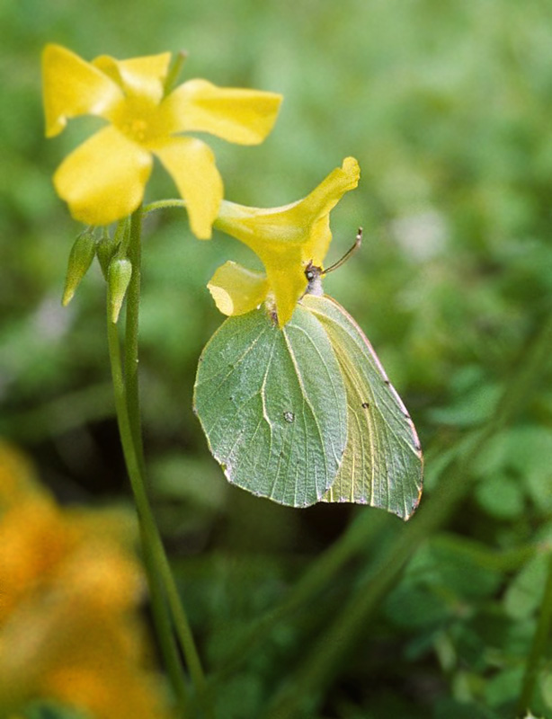 Tenerife--Citronsommerfugl, Gonepteryx cleobule hun. Tenerife xxxxx. Fotograf; Tom Nygaard Kristensen