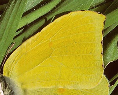 Tenerife--Citronsommerfugl, Gonepteryx cleobule han. Tenerife xxxxx. Fotograf; Tom Nygaard Kristensen