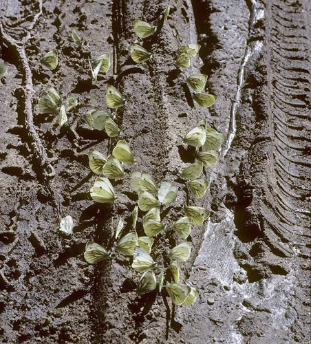 Grønåret Kålsommerfugl, Pieris napi. Sierpe, Polen juli 1997. Fotograf; Tom Nygaard Kristensen